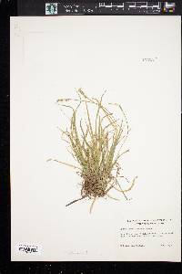 Carex gracilescens image