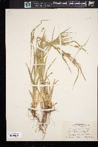 Carex grisea image