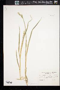 Carex laevivaginata image