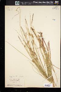 Carex lasiocarpa image