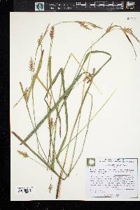 Carex lonchocarpa image