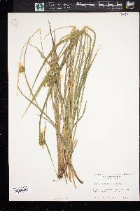 Carex pallescens image