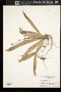 Carex plantaginea image