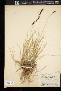 Carex tolmiei image