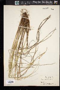 Carex prairea image