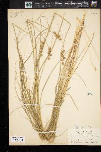 Carex richii image
