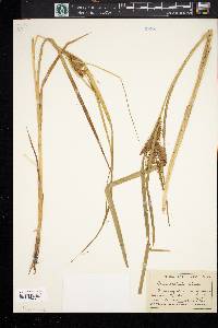 Carex rostrata image