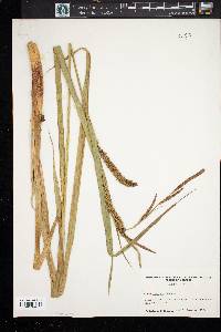 Carex rostrata image