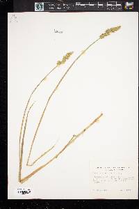 Carex sparganioides image