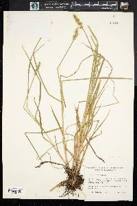 Carex spicata image