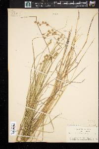 Carex straminea image