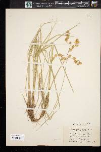 Carex straminea image