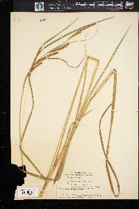 Carex aquatilis var. aquatilis image