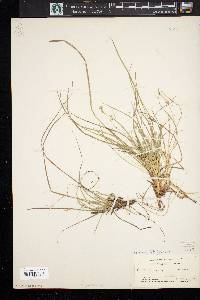 Carex rugosperma image