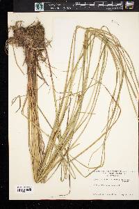 Carex vesicaria var. monile image