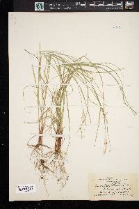 Carex woodii image