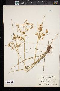 Cyperus dentatus image