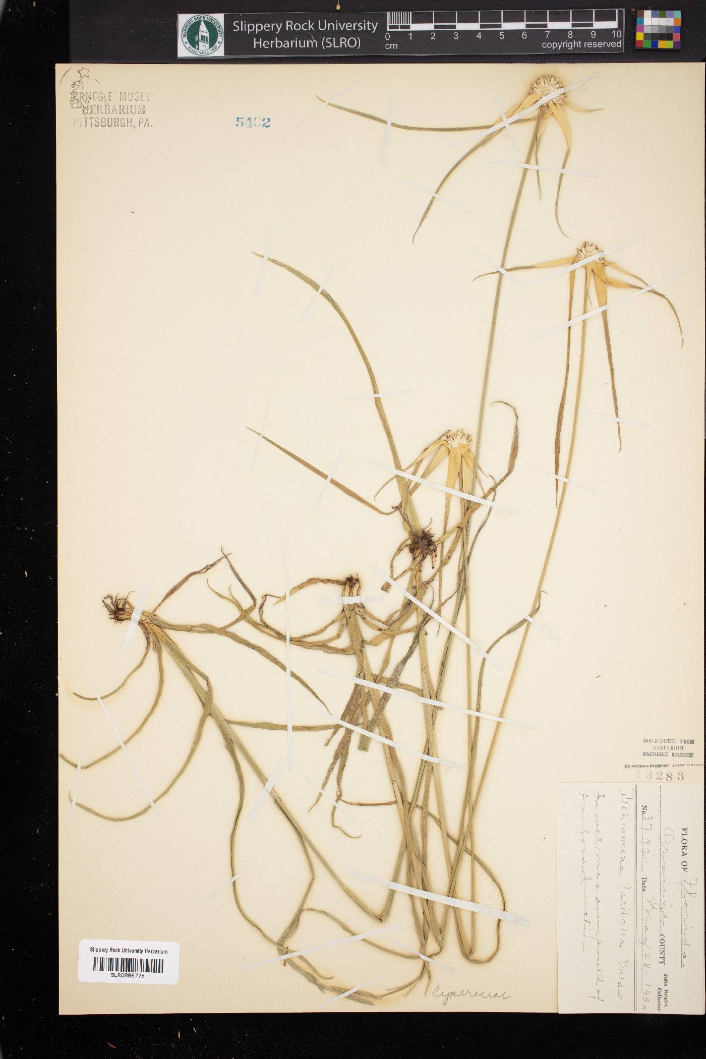 Dichromena latifolia image