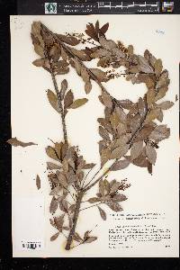 Cliftonia monophylla image