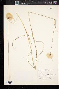 Eriophorum virginicum image