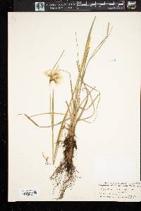 Eriophorum viridicarinatum image