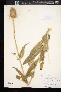 Dipsacus fullonum image