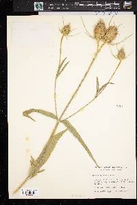 Dipsacus fullonum image