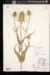 Dipsacus fullonum image