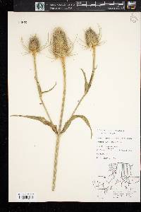 Dipsacus fullonum image