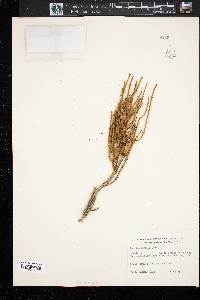 Ephedra viridis image