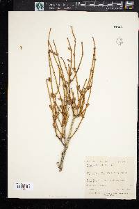 Ephedra viridis image