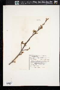 Shepherdia canadensis image