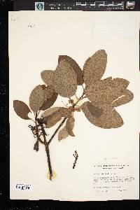 Arbutus menziesii image