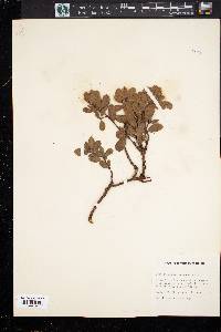 Arctostaphylos nevadensis image