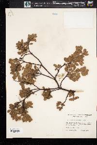 Arctostaphylos nevadensis image