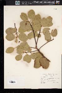 Arctostaphylos patula image