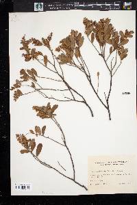 Chamaedaphne calyculata image