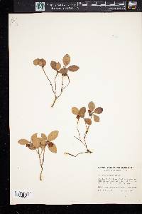 Gaultheria procumbens image