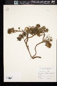 Loiseleuria procumbens image