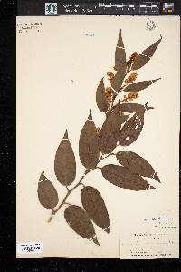 Leucothoe catesbaei image