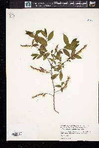 Leucothoe racemosa image