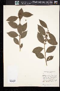 Lyonia lucida image