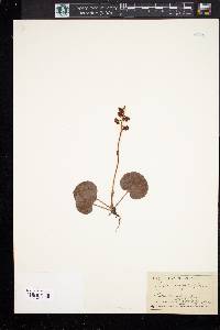 Pyrola asarifolia image