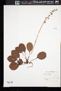 Pyrola bracteata image