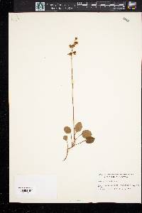 Pyrola rotundifolia image