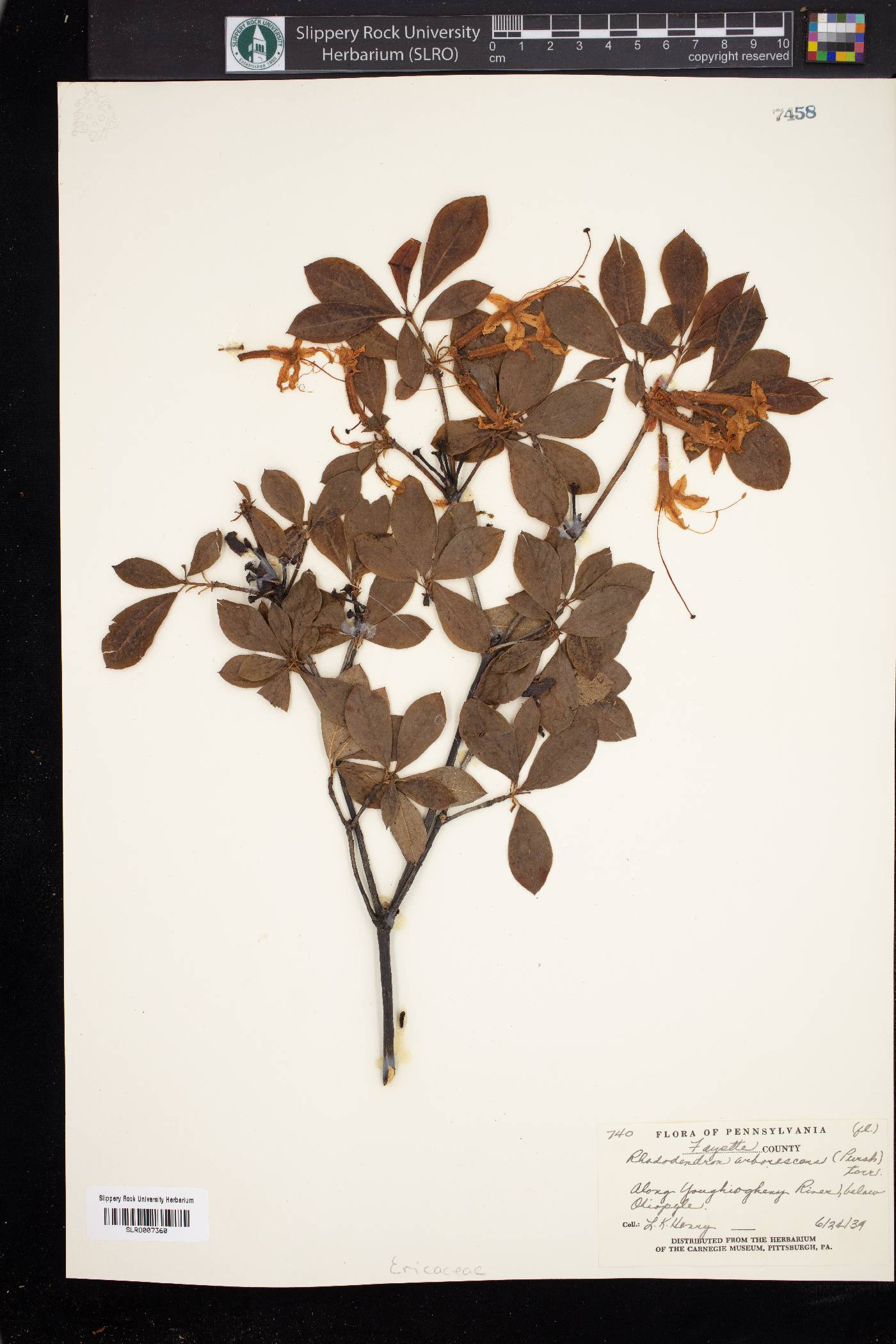 Rhododendron arborescens image