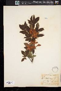 Rhododendron calendulaceum image