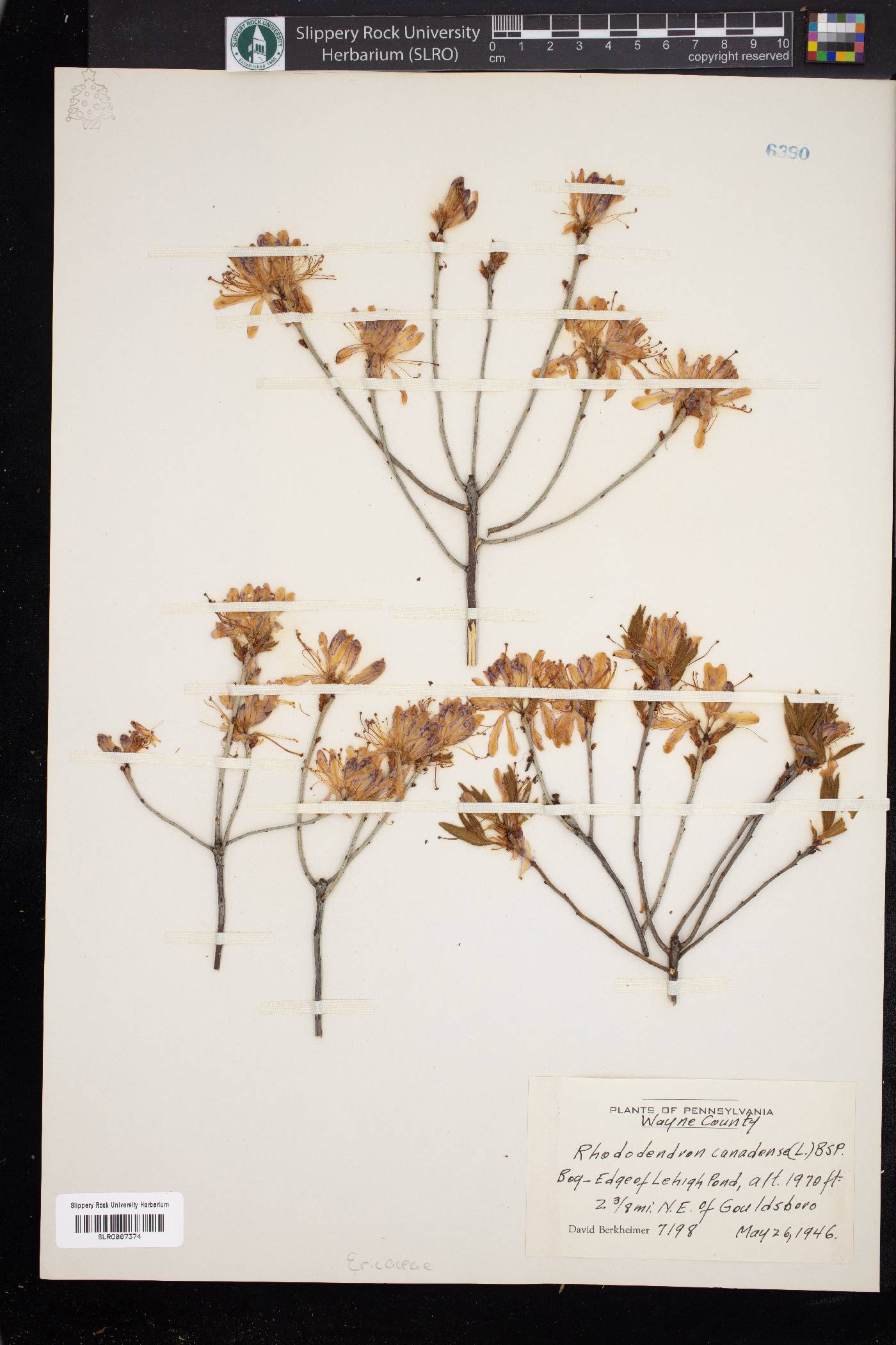 Rhododendron canadense image