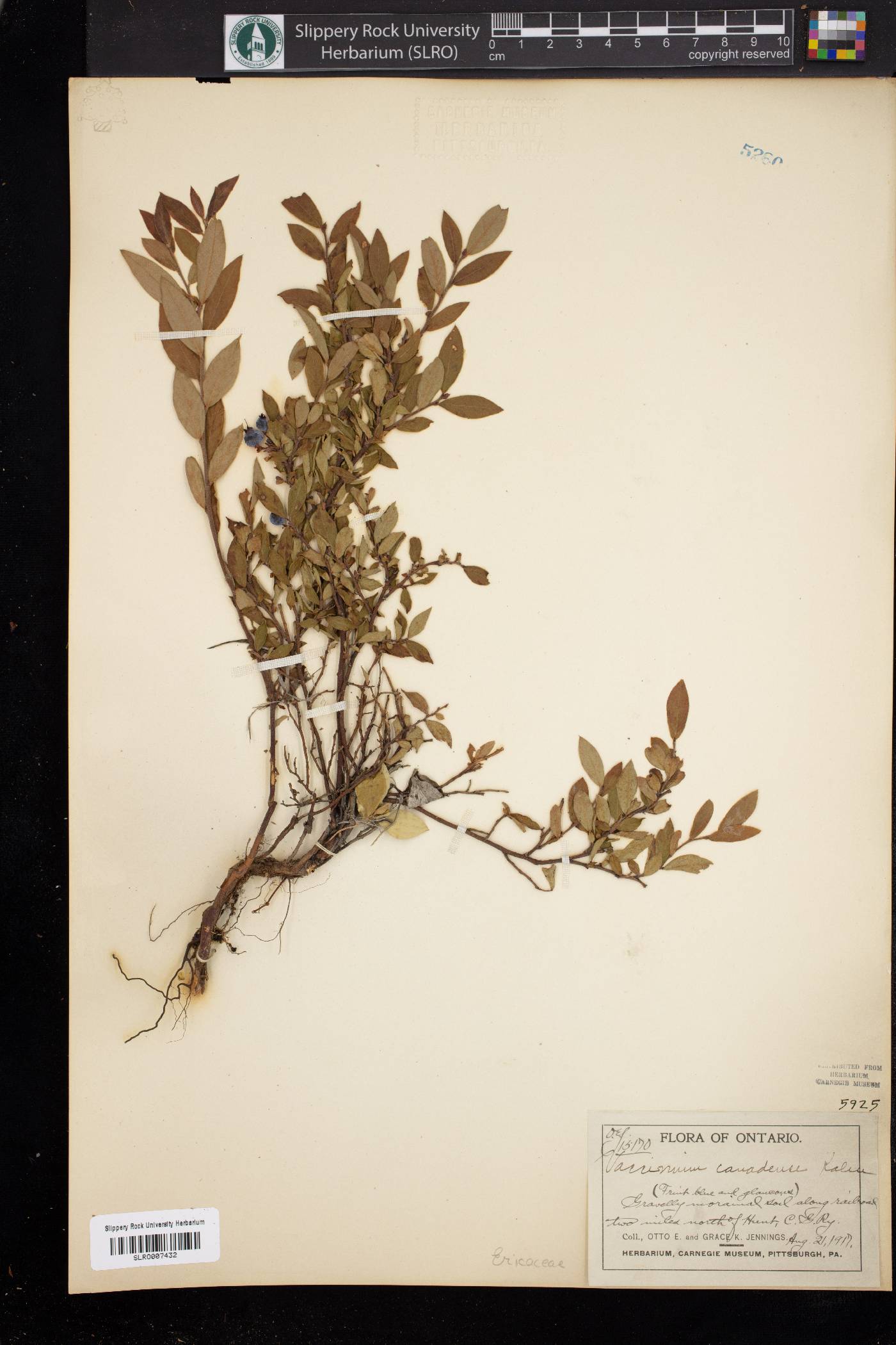 Vaccinium canadense image