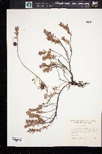 Vaccinium macrocarpon image